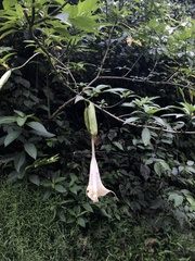 Brugmansia