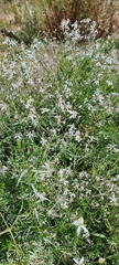Clematis songorica