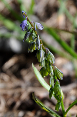 Polygala vulgaris