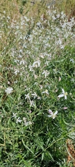 Clematis songorica