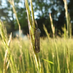 Spiris striata