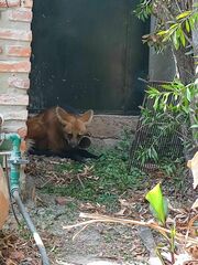 Chrysocyon brachyurus