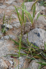 Agrostis clavata