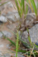 Agrostis clavata