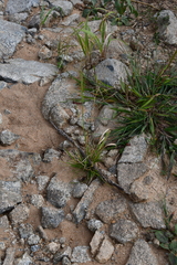 Agrostis clavata