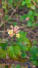 Lantana camara