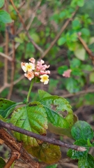 Lantana camara