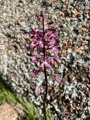 Dipodium punctatum