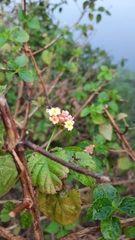 Lantana camara