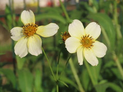 Bidens aurea