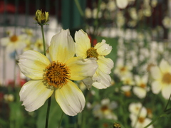 Bidens aurea