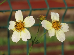 Bidens aurea