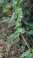 Prosopis juliflora