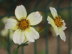 Bidens aurea