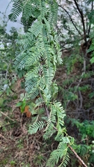 Prosopis juliflora