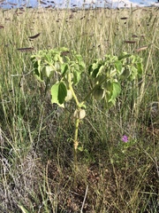 Physalis neomexicana
