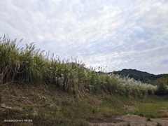 Miscanthus floridulus