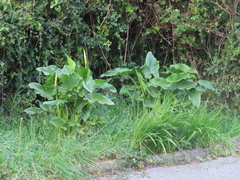 Zantedeschia aethiopica