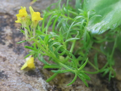Linaria saxatilis