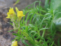 Linaria saxatilis