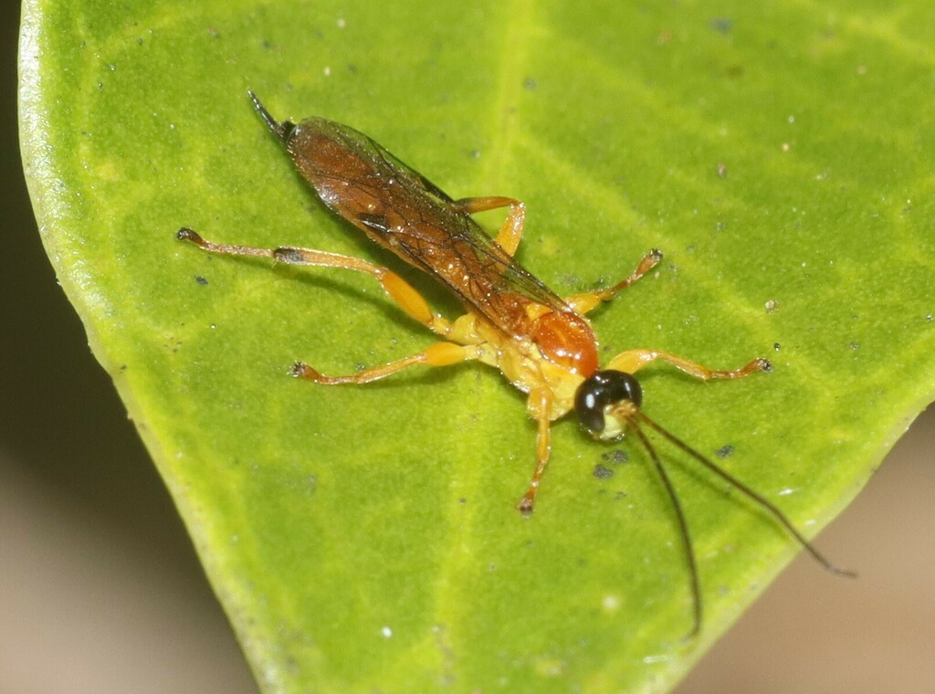 Dreisbachia