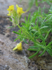 Linaria saxatilis