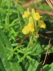 Linaria saxatilis