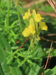 Linaria saxatilis
