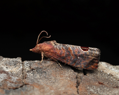 Cryptophlebia ombrodelta