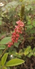 Indigofera hirsuta