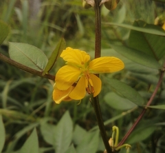 Senna occidentalis