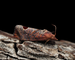 Cryptophlebia ombrodelta