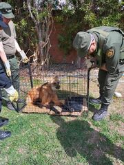 Chrysocyon brachyurus