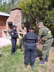 Chrysocyon brachyurus