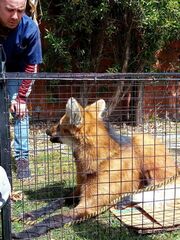 Chrysocyon brachyurus