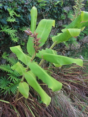 Hedychium gardnerianum