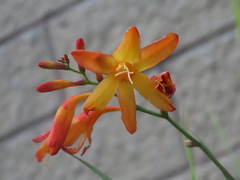 Crocosmia × crocosmiiflora