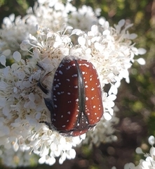 Trichostetha capensis capensis