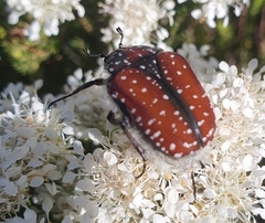 Trichostetha capensis capensis