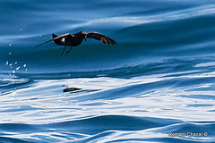 Hydrobates pelagicus