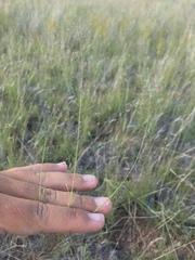 Muhlenbergia minutissima