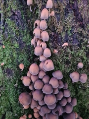 Coprinellus micaceus