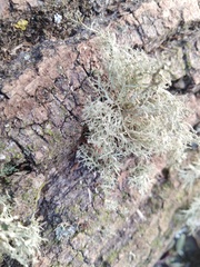 Ramalina intermedia