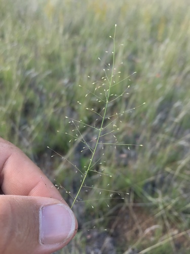 Muhlenbergia minutissima, 2018-09-09