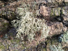 Ramalina intermedia