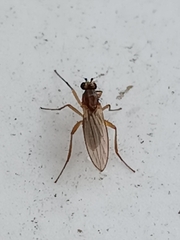 Lonchoptera bifurcata