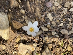 Crocus laevigatus