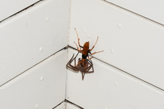 Cryptocheilus bicolor