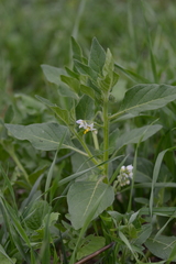 Solanum physalifolium nitidibaccatum