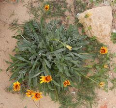 Gazania